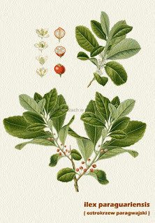 Kilka słów o magicznym napoju indian Guarani :)